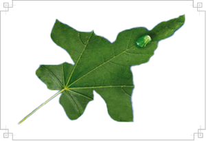 Sustainability
